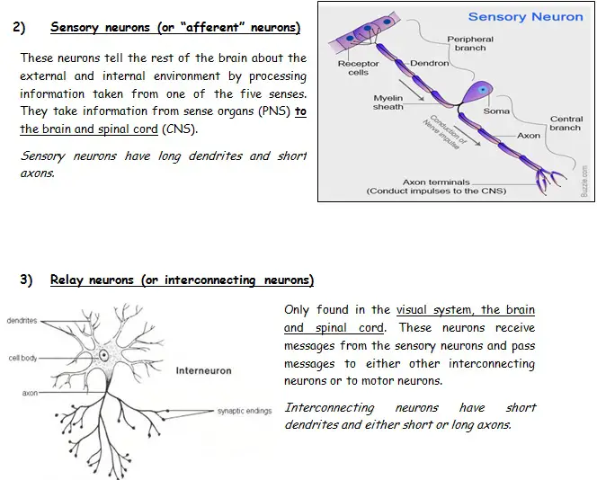 The Structure And Function Of Sensory, Relay And Motor Neurons ...