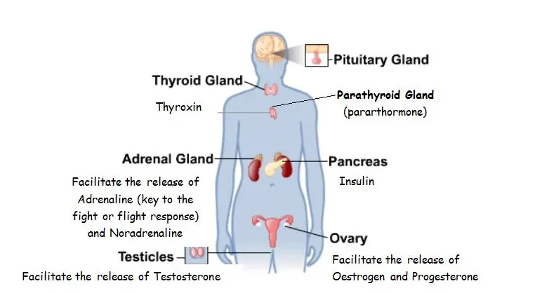 What Is The Main Function Of The Endocrine System